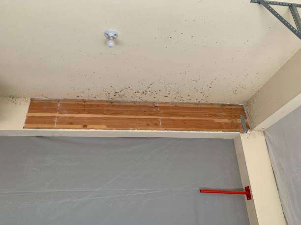 Trusted Tiffin, OH Mold Removal Experts