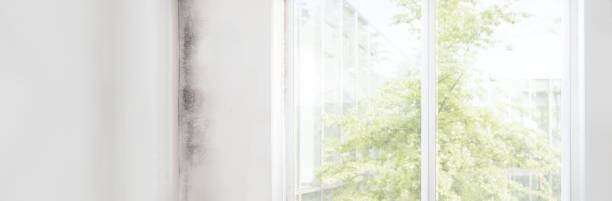 Best Dehumidification Services  in Tiffin, OH